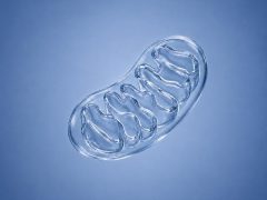Illustration of a mitochondrion representing cellular health and longevity research