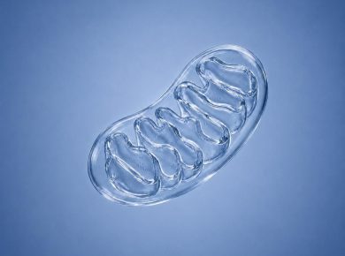 Illustration of a mitochondrion representing cellular health and longevity research