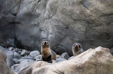 Kaikōura coastal wildlife and Marlborough vineyards